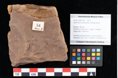 Foto (Objekt + Etikett) von Xylomites liquidambaris Ettingshausen (NHMW-GEO-2024-0188-0054)